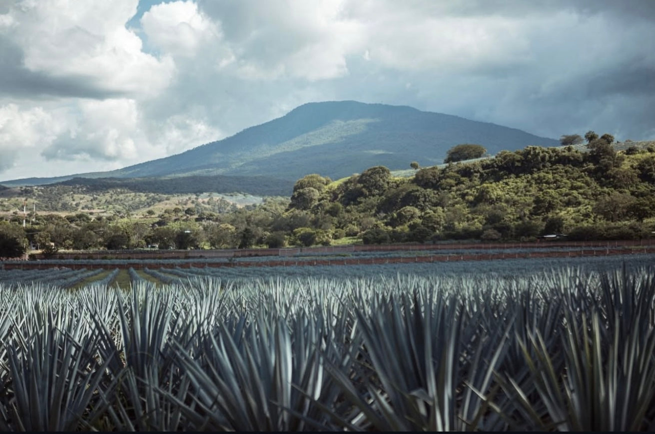The AZTECA Agave Collection